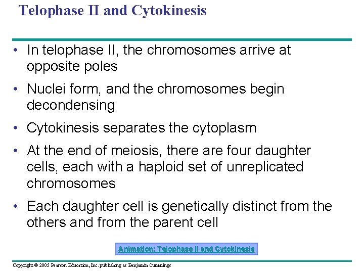 Telophase II and Cytokinesis • In telophase II, the chromosomes arrive at opposite poles