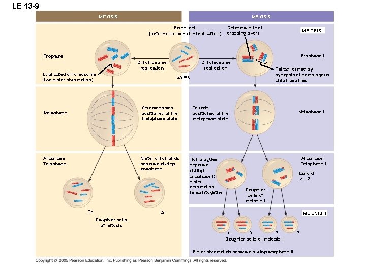 LE 13 -9 MITOSIS MEIOSIS Parent cell (before chromosome replication) Chiasma (site of crossing