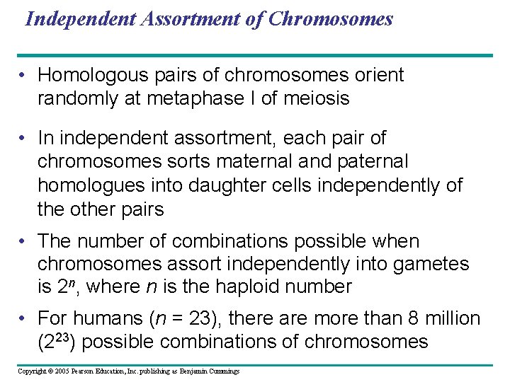 Independent Assortment of Chromosomes • Homologous pairs of chromosomes orient randomly at metaphase I