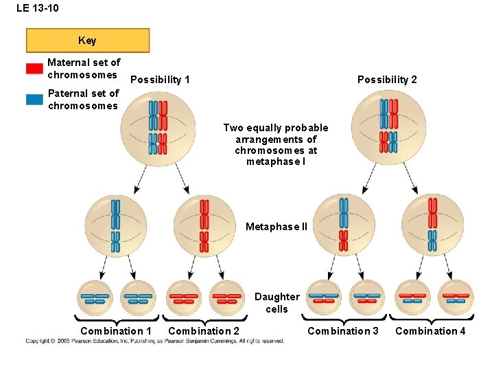 LE 13 -10 Key Maternal set of chromosomes Possibility 2 Possibility 1 Paternal set