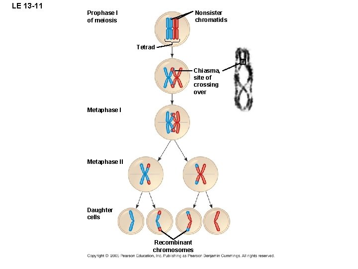 LE 13 -11 Nonsister chromatids Prophase I of meiosis Tetrad Chiasma, site of crossing