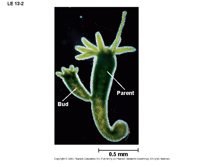 LE 13 -2 Parent Bud 0. 5 mm 