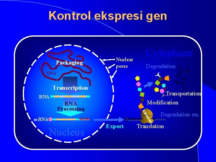 Kontrol ekspresi gen Packaging Nuclear pores Cytoplasm Degradation DNA Transcription Transportation Modification RNA G