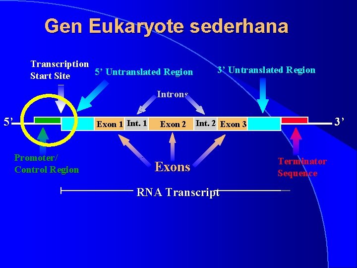 Gen Eukaryote sederhana Transcription 5’ Untranslated Region Start Site 3’ Untranslated Region Introns 5’