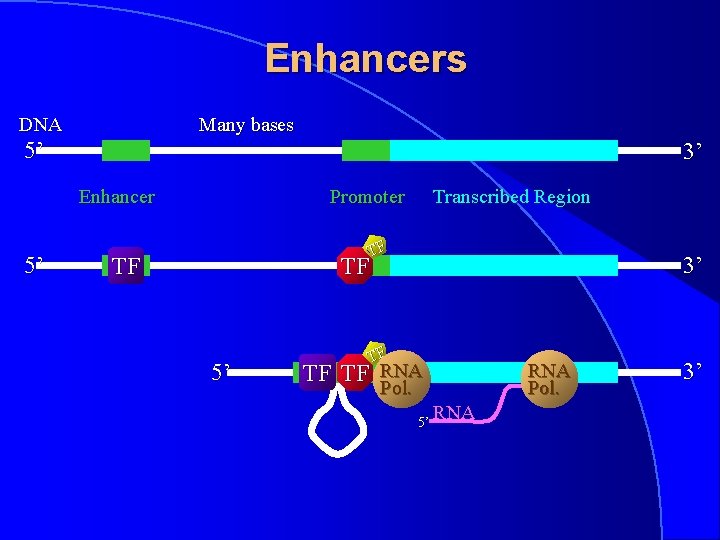 Enhancers Many bases DNA 5’ 3’ Enhancer 5’ Promoter Transcribed Region TF 3’ TF