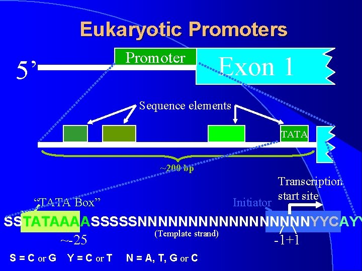 Eukaryotic Promoters Promoter 5’ Exon 1 Sequence elements TATA ~200 bp “TATA Box” Initiator