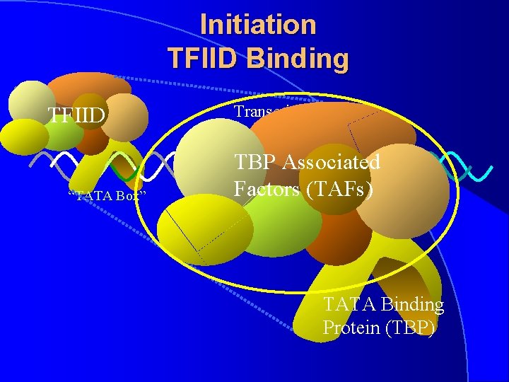 Initiation TFIID Binding TFIID “TATA Box” Transcription start site TBP Associated Factors (TAFs) -1+1