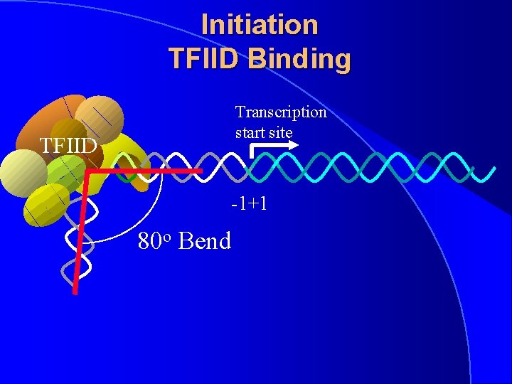 Initiation TFIID Binding Transcription start site TFIID -1+1 80 o Bend 