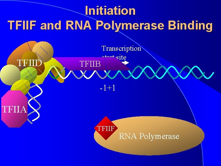 Initiation TFIIF and RNA Polymerase Binding TFIID TFIIB Transcription start site -1+1 TFIIA TFIIF