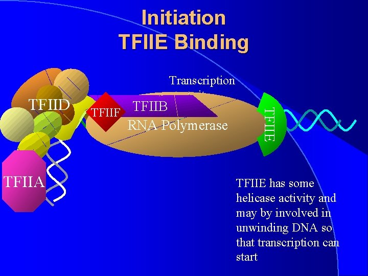 Initiation TFIIE Binding TFIIF TFIIB RNA Polymerase -1+1 TFIIA TFIIE TFIID Transcription start site