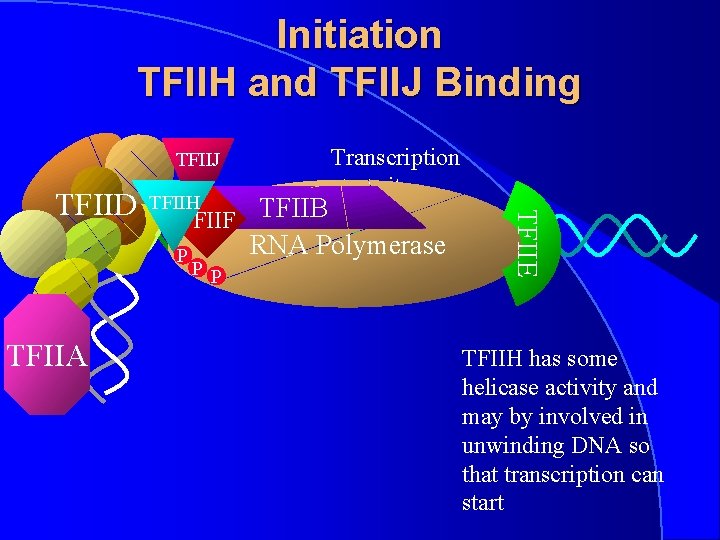 Initiation TFIIH and TFIIJ Binding TFIIJ TFIIH TFIIF TFIIB P TFIIA PP RNA Polymerase