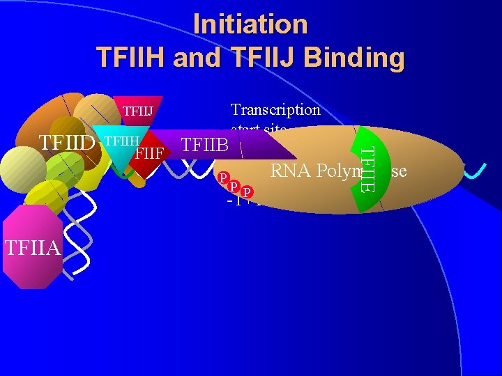 Initiation TFIIH and TFIIJ Binding TFIIJ TFIIH TFIIF TFIIB P PP -1+1 TFIIA TFIIE