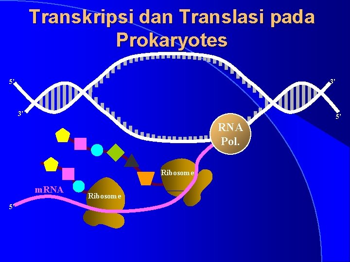 Transkripsi dan Translasi pada Prokaryotes 5’ 3’ 3’ 5’ RNA Pol. Ribosome m. RNA