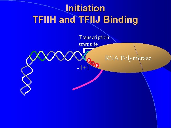 Initiation TFIIH and TFIIJ Binding Transcription start site P -1+1 PP RNA Polymerase 