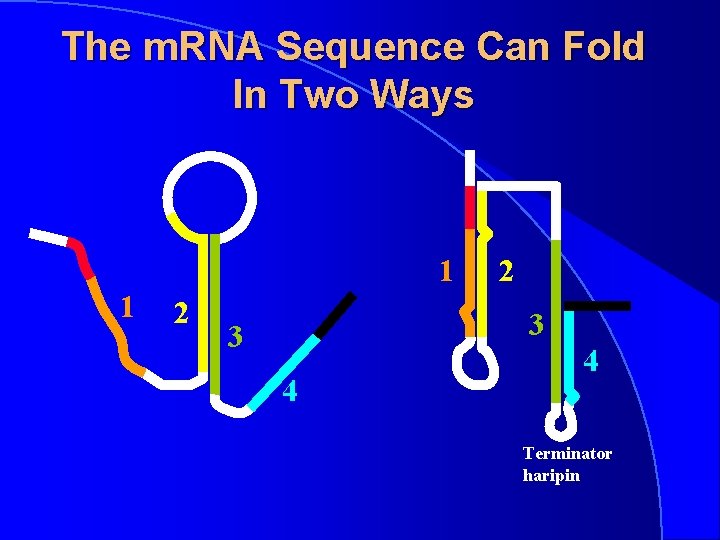 The m. RNA Sequence Can Fold In Two Ways 1 1 2 2 3