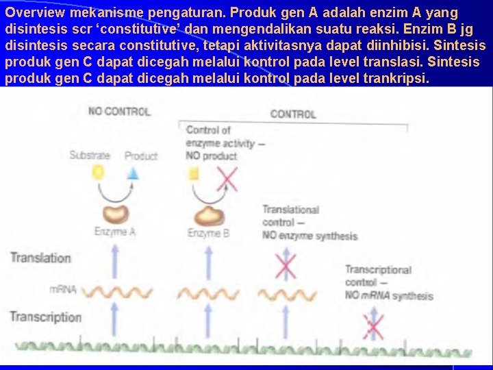 Overview mekanisme pengaturan. Produk gen A adalah enzim A yang disintesis scr ‘constitutive’ dan