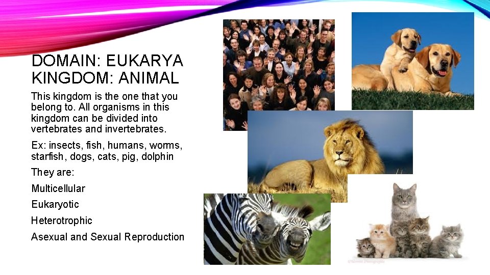 DOMAIN: EUKARYA KINGDOM: ANIMAL This kingdom is the one that you belong to. All