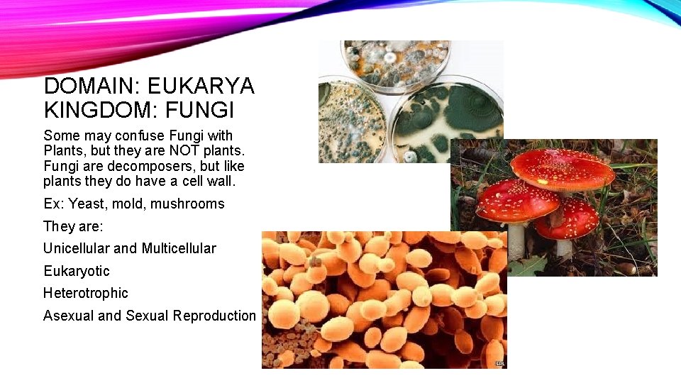 DOMAIN: EUKARYA KINGDOM: FUNGI Some may confuse Fungi with Plants, but they are NOT