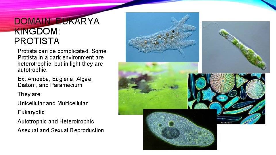 DOMAIN: EUKARYA KINGDOM: PROTISTA Protista can be complicated. Some Protista in a dark environment