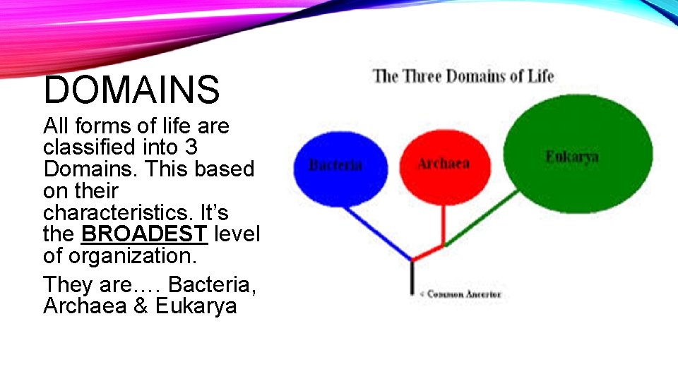 DOMAINS All forms of life are classified into 3 Domains. This based on their