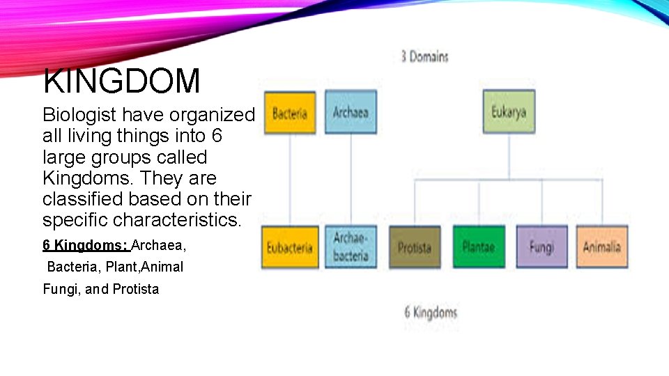 KINGDOM Biologist have organized all living things into 6 large groups called Kingdoms. They