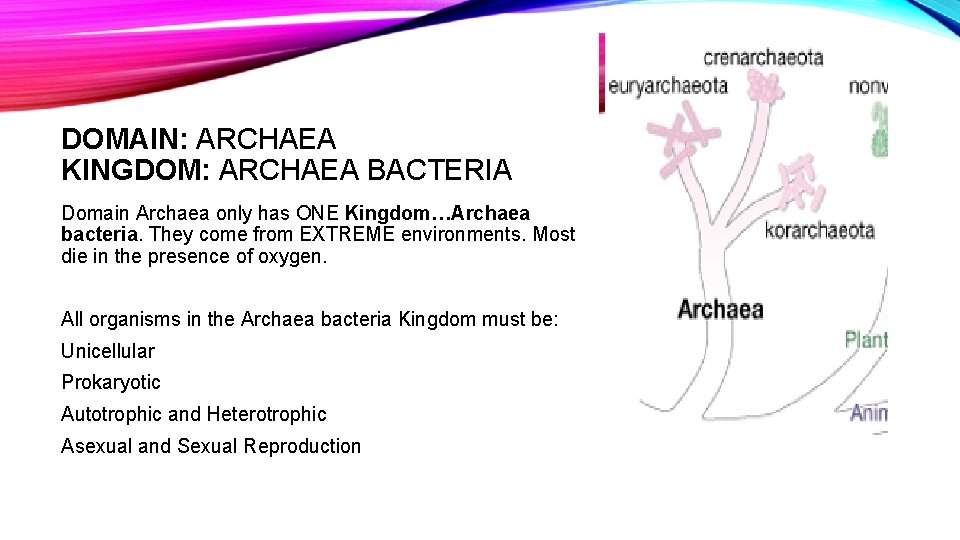 DOMAIN: ARCHAEA KINGDOM: ARCHAEA BACTERIA Domain Archaea only has ONE Kingdom…Archaea bacteria. They come