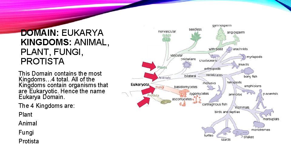 DOMAIN: EUKARYA KINGDOMS: ANIMAL, PLANT, FUNGI, PROTISTA This Domain contains the most Kingdoms… 4