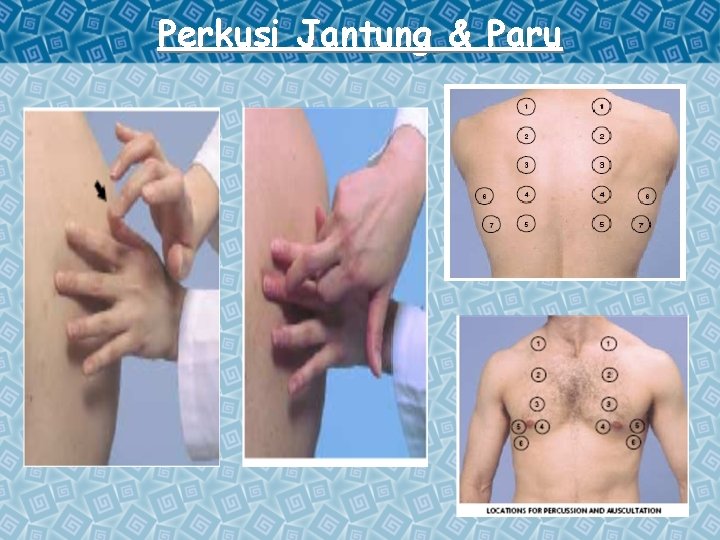 Perkusi Jantung & Paru 