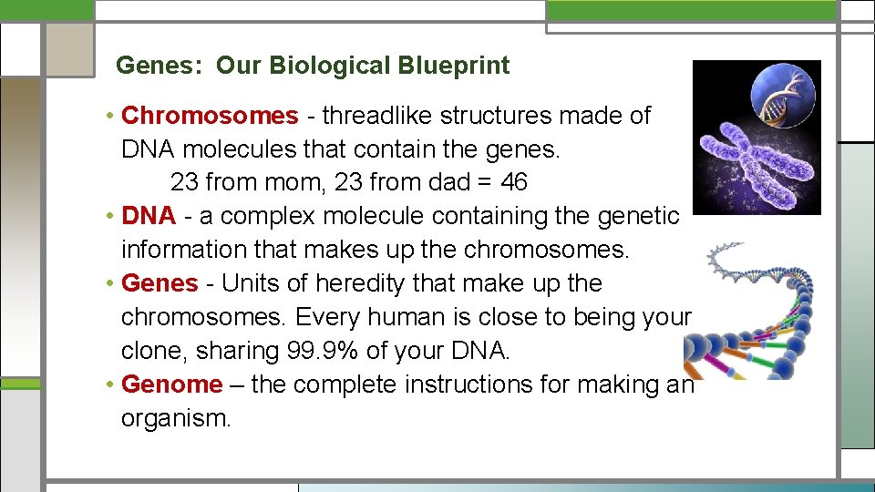 Genes: Our Biological Blueprint • Chromosomes - threadlike structures made of DNA molecules that