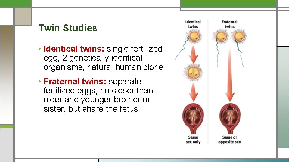 Twin Studies • Identical twins: single fertilized egg, 2 genetically identical organisms, natural human