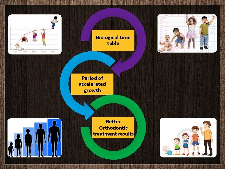 Biological time table Period of accelerated growth Better Orthodontic treatment results 