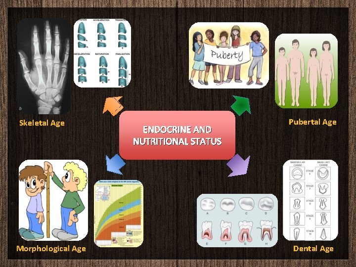 Skeletal Age Morphological Age ENDOCRINE AND NUTRITIONAL STATUS Pubertal Age Dental Age 