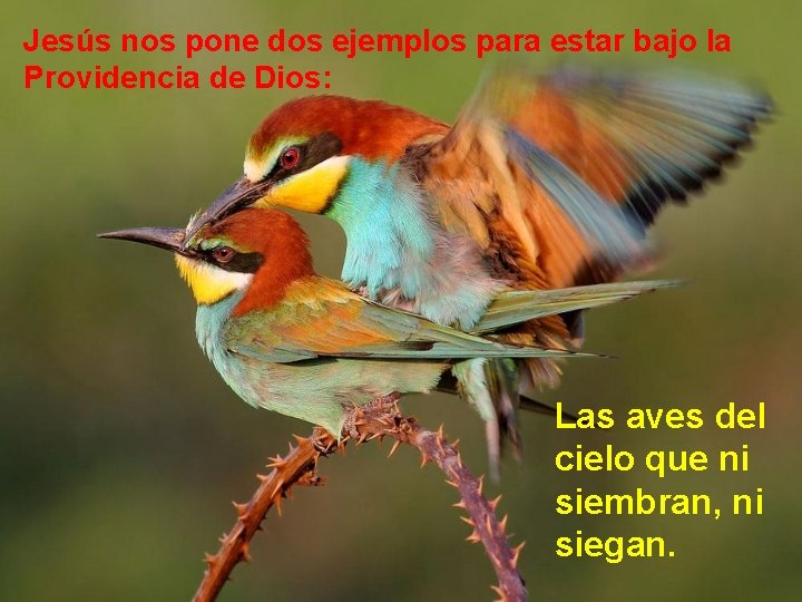 Jesús nos pone dos ejemplos para estar bajo la Providencia de Dios: Las aves