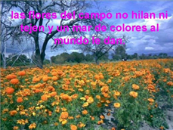 las flores del campo no hilan ni tejen y un mar de colores al