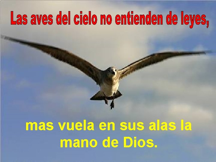mas vuela en sus alas la mano de Dios. 