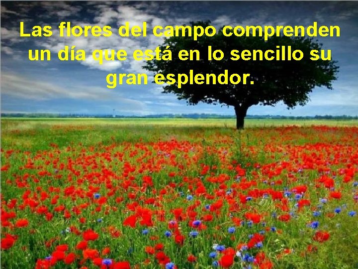 Las flores del campo comprenden un día que está en lo sencillo su gran