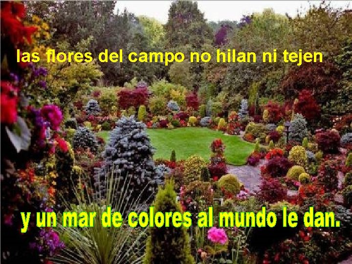 las flores del campo no hilan ni tejen 