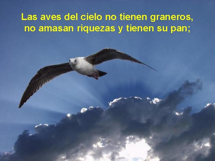 Las aves del cielo no tienen graneros, no amasan riquezas y tienen su pan;