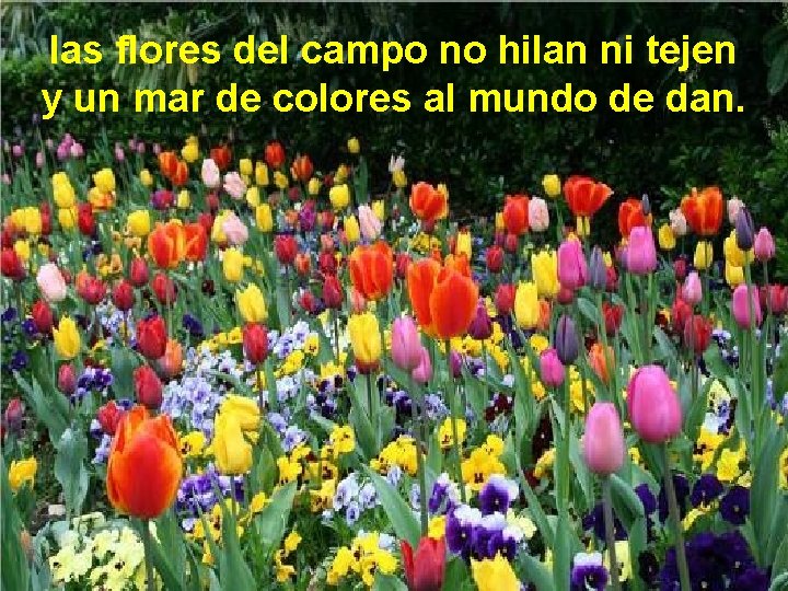 las flores del campo no hilan ni tejen y un mar de colores al