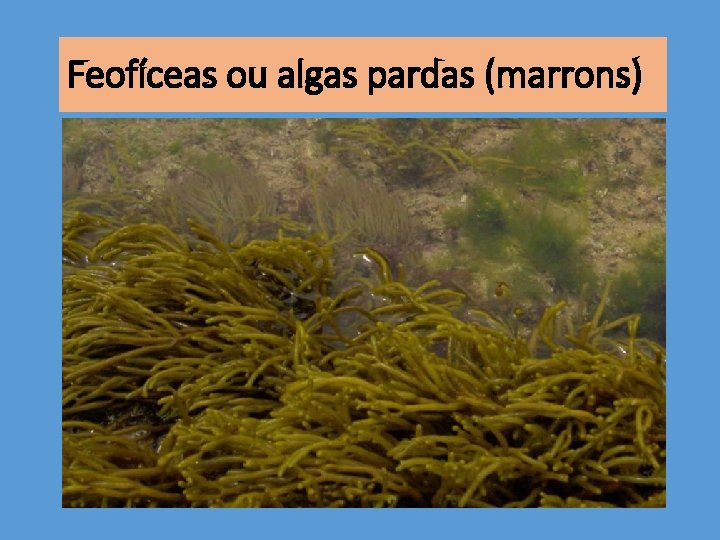 Feofíceas ou algas pardas (marrons) 