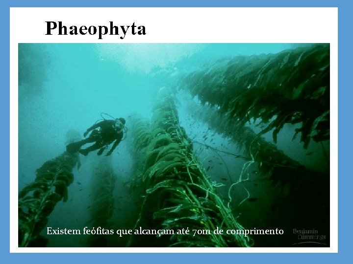 Existem feófitas que alcançam até 70 m de comprimento 