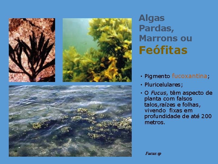 Algas Pardas, Marrons ou Feófitas • Pigmento fucoxantina; • Pluricelulares; • O Fucus, têm