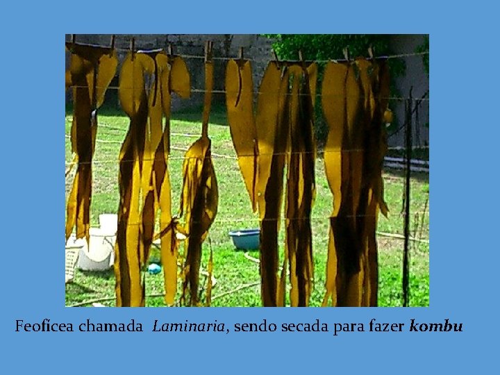 Feofícea chamada Laminaria, sendo secada para fazer kombu 