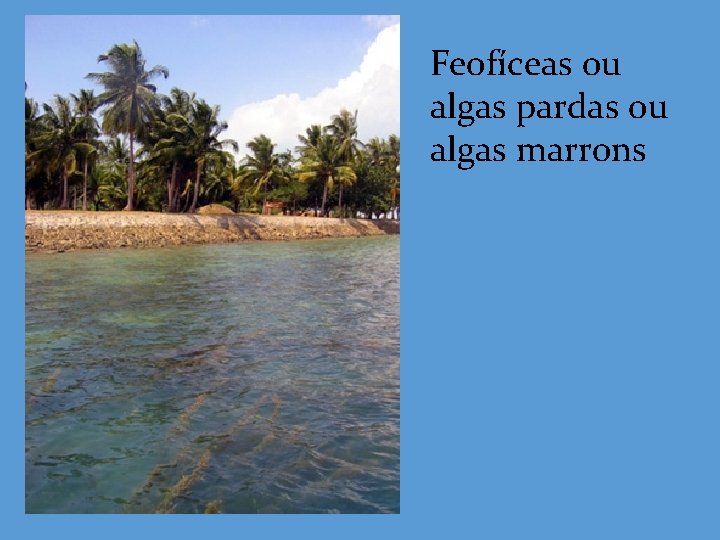 Feofíceas ou algas pardas ou algas marrons 