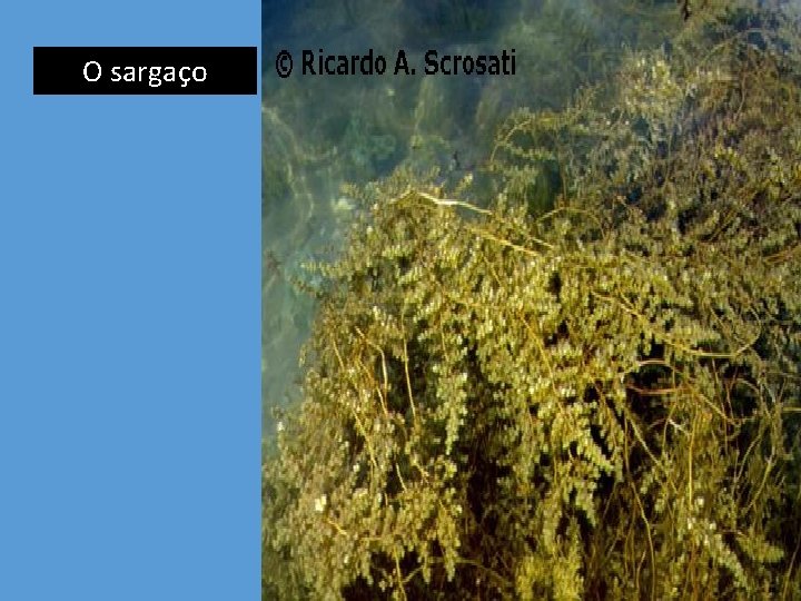 O sargaço O sargaço