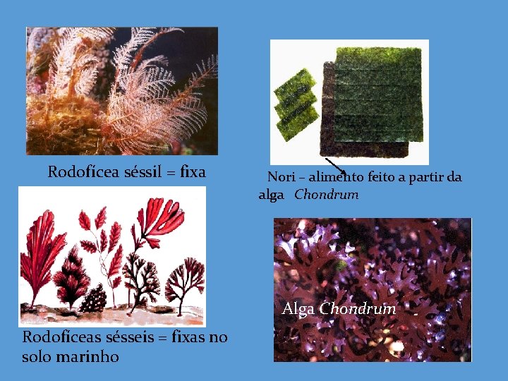 Rodofícea séssil = fixa Nori – alimento feito a partir da alga Chondrum Alga