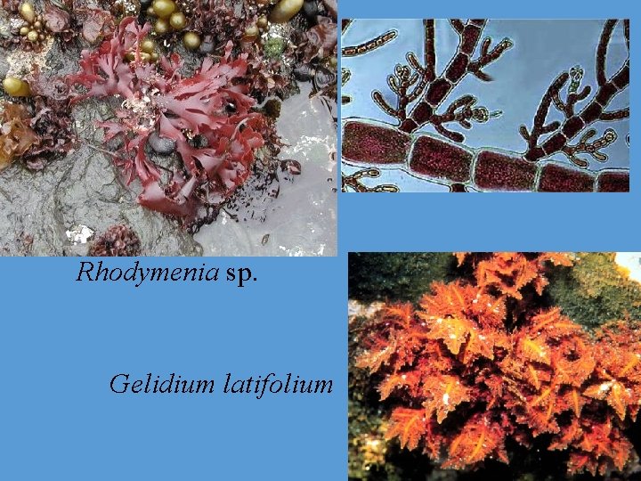Rhodymenia sp. Gelidium latifolium 