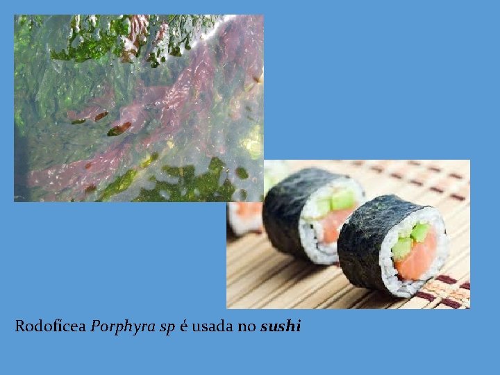Rodofícea Porphyra sp é usada no sushi 