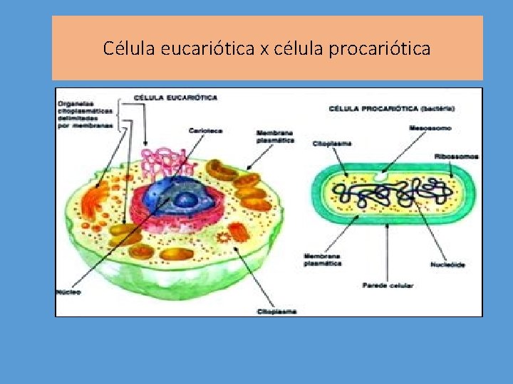 Célula eucariótica x célula procariótica 