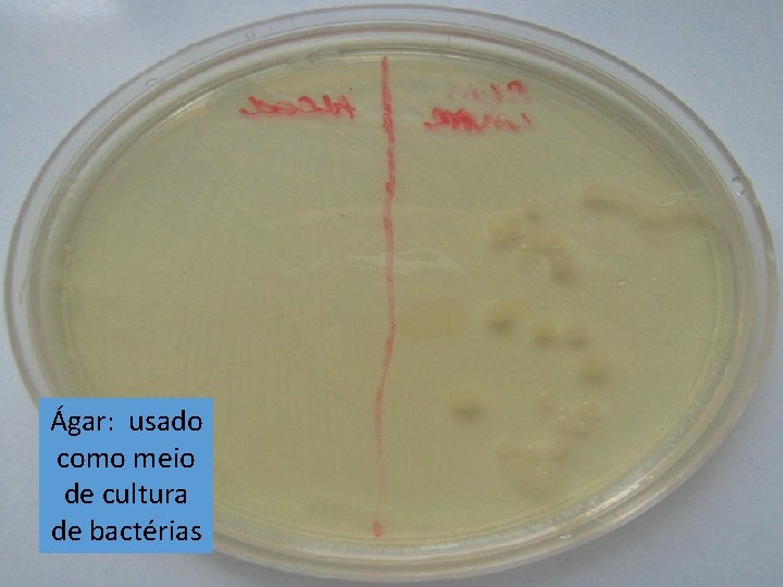 Ágar: usado como meio de cultura de bactérias 